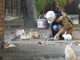 大久野島にはウサギがいっぱい＝広島県竹原市で