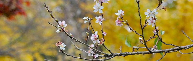愛知県知多市「大興寺」の四季桜