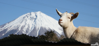 くみ／愛知県田原市　「あ～いい眺メェ～」　日本一の富士山をバックにのんびりしたヤギさんがなぜか似合う
