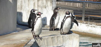 どうぶつになりたい／愛知県名古屋市　「ペンギン、空を見る」　冬の動物園の様子です