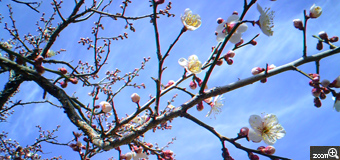 ちく／愛知県豊田市　「梅林公園」　つぼみの梅もさきかけの梅も入れて、春の始まりが感じられるようにしました。