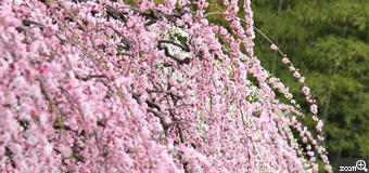 はなは／愛知県名古屋市　「花の滝」　名古屋市農業センターのしだれ梅です。枝が幾重にも重なって、滝のようになっていたので、その雰囲気を出せるように撮ってみました。
