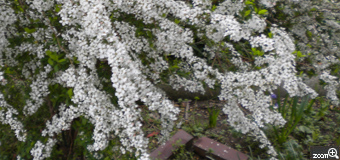 鈴鹿の花娘／三重県鈴鹿市　「庭の雪柳」　祖母が苗を植えてから綺麗な花が咲くようになったので、今満開の雪柳を撮りました。