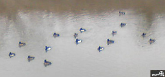 鈴鹿のおばん／三重県鈴鹿市　「旅立ちを待つ川辺の水鳥たち」　毎日散歩する川縁に水鳥の家族が複数います。雛たちもすっかり大きくなり、旅たちの日を待って羽をばたつかせています。とても可愛いです。
