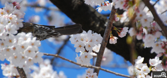 よも／千葉県流山市　「かくれんぼ・・・？」　桜の花が青空に映えるように、太陽の向きを試行錯誤していたら・・・偶然やってきたこの子。可愛い顔を撮ろうと連写を切っていた際の思わぬ・・・＾＾