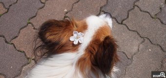 ケイ／愛知県名古屋市　「ボクの頭にも　春？」　鳥がつついて落とした、きれいな花のまま落ちている桜を、愛犬の頭に乗せてみました。