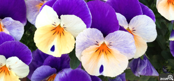 フローラ／愛知県名古屋市　「玄関でお出迎えする花」　紫のパンジーたちの鮮やかさが出るといいなと。