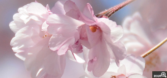 karin／東京都世田谷区　「春爛漫」　今年の天候は桜がいつ咲くのか見当がつかず桜を撮るのに苦労をしました．