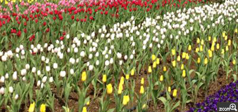 ももすけ／福岡県福岡市　「チューリップ畑にて。」　春がきたーーー！