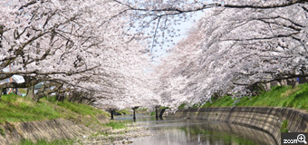 Ai／愛知県知多郡　「春満開」　水面に映った桜と空