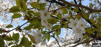 ふるふる／愛知県名古屋市　「葉桜の季節」　葉桜を見ると、歌野晶午さんの小説を思い出します。