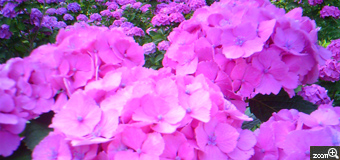 ちく／愛知県豊田市　「あじさいの里」　アジサイの花を大きくうつしたところ。