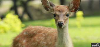 Kelly／愛知県名古屋市　「子鹿のバンビ」　鹿の赤ちゃんを可愛く撮りたい。