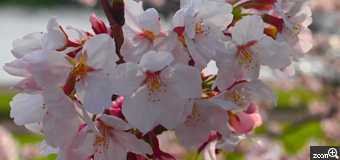 るな／三重県四日市市　「ハル」　川沿いの桜並木。桜と 芝生の緑と 川の反射光を入れました。今年の春です。
