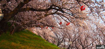 るな／三重県四日市市　「みどり と さくら」　桜と芝生を対角構図で撮りました。空の淡い色がポイントです。桜まつりなのに人が少なくて助かりました(笑)
