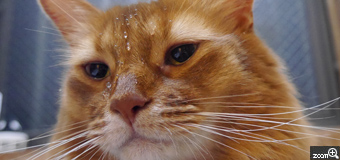 charudy／愛知県半田市　「水も滴るイケにゃん　」　額からこぼれる滴と猫の困った表情がちゃんと表れること。