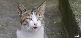 Cat／愛知県半田市　「ごあいさつ」　初めて出会った猫さんに、こんにちは♪とあいさつをしたら、にゃ～ぉと返してくれました。ピントがちゃんと合って、猫の一瞬をとらえました。