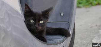 Cat／愛知県半田市　「一緒に連れてってね♪」　スクーターのステップでちょこんと座ってる姿が愛らしかったです。黒猫なので表情が分かりづらいけれど、あえて正面からチャレンジしてみました。