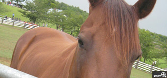 ウッディ／愛知県名古屋市　「うまのかお」　牧歌の里のお馬さんです。人懐っこいので近くで撮れました。