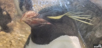 かずりちゃん／愛知県名古屋市　「うっとり」　一匹のペンギンがガラス越しにうっとりしている様子が可愛くてアップで一枚