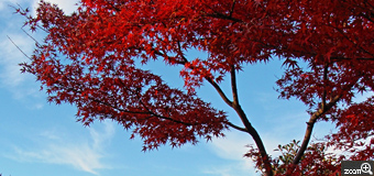 エコピー／愛知県あま市　「頑張れ、紅葉！」　真冬のような寒さと強風にも負けず色付いていました（今日も散歩）