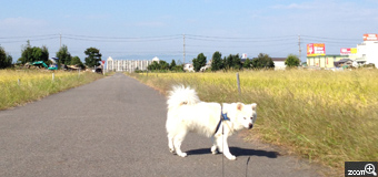 チョコ／愛知県名古屋市　「さんぽ」　犬の目線に合わせて撮ったとことろ