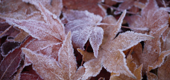 ammobium／愛知県北設楽郡　「降霜」　色あせたモミジの葉に降りた霜。寂しい季節になったけど、砂糖菓子のような優しさが・・