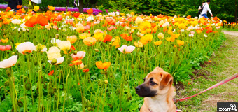さとねぇ／大分県大分市　「公園デビュー」　生まれて初めての公園デビューで休憩中に連写した中の一枚です。どうしても色とりどりのお花と撮りたくて！