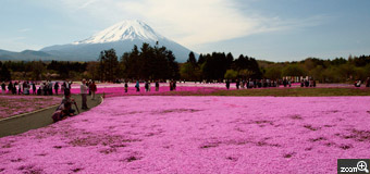 MIDORI／滋賀県愛知郡　「富士と芝桜」　富士山に雲が出ている時に撮りたいと思っていました。