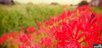 るな／三重県四日市市　「彼岸」　赤いのは血を吸ってるからと聞いたことがある。暗いイメージで好きな花。