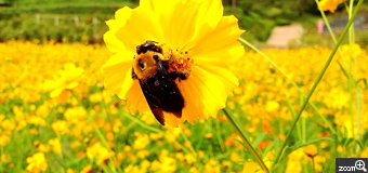 ちゃちゃ／愛知県豊田市　「岐阜県の可児市の花フェスタ記念公園です」　蜜を集める蜂たちがたくさんいました！ちょうどコスモスの蜜をとる様子を撮影できました。