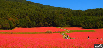 mo-mo／愛知県名古屋市　「赤そばの花」　信州伊那高原の赤そばの里です。白いそばの花はよくありますね。赤いそばの花は、初めて見ました！！とっても綺麗でした♪