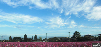 ピンクのくま／愛知県安城市　「青空＋コスモス畑」　早起きして、コスモス畑を見に行きました。秋の清々しい空気の中、素敵な景色が広がっていました。