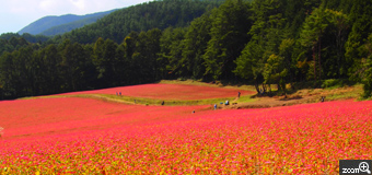 mo-mo／愛知県名古屋市　「ルビーじゅうたん」　伊那の赤そばの里で撮りました。赤そばの花がまるでルビーのじゅうたんのようで落ちていた栗にも秋を感じました。