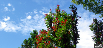 のっそりくまたん／埼玉県朝霞市　「葉が紅く染まり始めるころ♪」　もう少しすると紅葉が美しい季節になります。その第一歩をパチリ♪