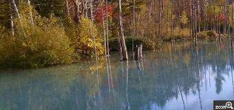 穂高／愛知県名古屋市　「秋の青い池」　思った以上に池に浮かぶ枯れ木が多くってスッキリするには？と２つのカメラでものすごい数を撮ってしまいました。