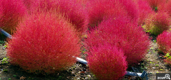 のっそりくまたん／埼玉県朝霞市　「コキアの紅葉♪」　別名　ほうき草　かつては　枝を箒にしていたそうです。可愛い　色合いと　形に拘り　探しました