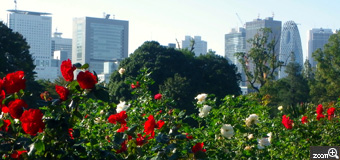 のっそりくまたん／埼玉県朝霞市　「新宿副都心高層ビル街を背景に♪」　高層ビル街も眺めるとなかなか綺麗なので背景にして撮ってみました。