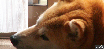 小夏モン／三重県桑名市　「癒しの表情」　愛犬の最高に癒してくれる表情に注目