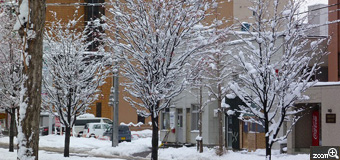 一ちゃん／北海道札幌市　「街路樹に・・・」　今年は早い積雪です。街路樹に花が咲いたように雪が付いています。