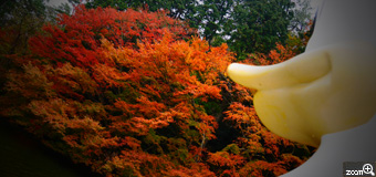 satosato／大分県大分市　「スワンボートからの紅葉」　人生初のスワンボートでした。かわいいお顔を入れて周囲の紅葉が写るように工夫して撮りました。