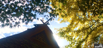 ボラッチャ／愛知県田原市　「秋陽」　秋晴れと色づき始めた紅葉、イチョウ、茅葺屋根を見上げているイメージを出そうと思いました。