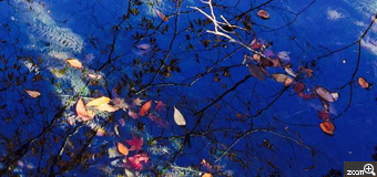 みちまん／愛知県名古屋市　「瑠璃に映る秋」　池に映る紅葉を撮ろうとしたら、池の水が一瞬瑠璃色に輝きました。色の対比が美しく、思わずシャッターを切りました。