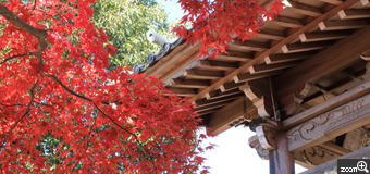 ＥＲＩＮ／愛知県名古屋市　「お寺の紅葉」　「紅葉」と「寺社の屋根」、両方が調和するようなバランスで構図を試行錯誤してみました。