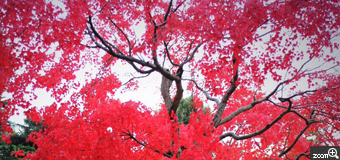 なっちゃん／愛知県豊田市　「紅の東山動物園。」　真っ赤な紅葉を見つけ、これを主役に撮ったつもりが自分が目立ってしまいましたw