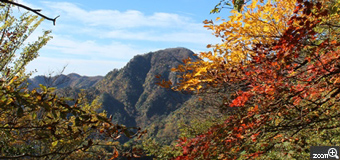 mari／三重県玉城町　「秋色」　鈴鹿の鎌ケ岳を歩いている途中に見つけた紅葉。葉っぱたちが各々の彩りを楽しんでいるように見えました。