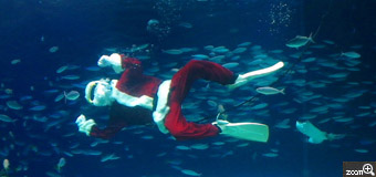 のっそりくまたん／埼玉県朝霞市　「お魚さんと一緒にメリークリスマス♪」　水槽の中のサンタさんを是非撮ってみたかったので行ってきました。