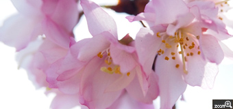にゃんこ／愛知県名古屋市　「花かんざし」　庄内緑地公園にて。ちいさな淡いピンクの十月桜。その可愛らしさが表現できればなぁと、逆光で明るめに撮ってみました。