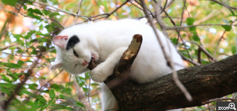 穂高／愛知県名古屋市　「悠々自適」　雑木が重なっててこの位置からしか撮れない。５メートルの高さを表せるよう、またいつか。（捕獲・避妊・耳カットの子。里親探しをと手術後幾日か保護してたのですが、どうしてもなつかず。猫先生と同じことしてます）