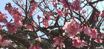 ｍｉｎｔｙ／愛知県名古屋市　「今年初めての桜見」　一足お先に春を感じて。沖縄より